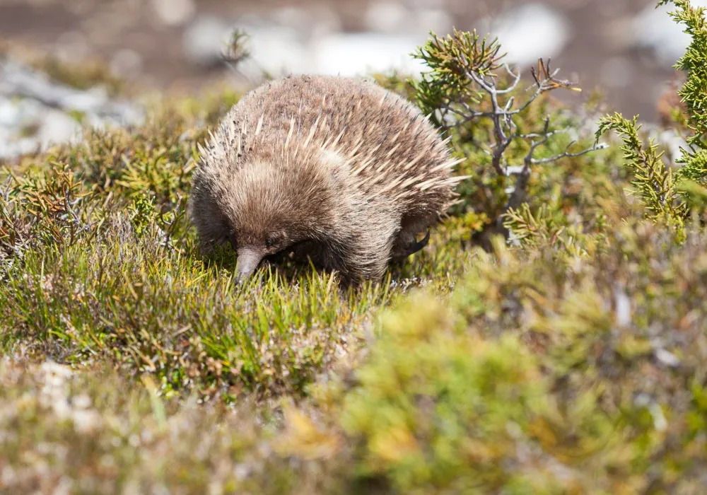 Echidna, Day 7, Overland Track Tasmania, Cradle Mountain Signature Walk, Guided by Nature