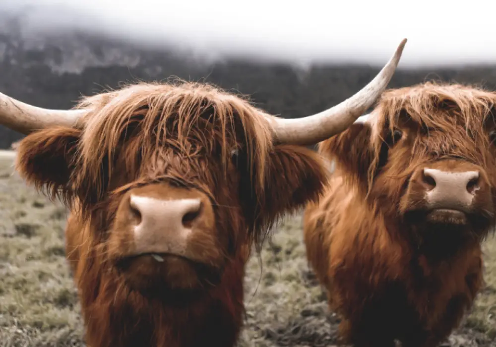 Highland Cow - Highlights off Scotland Hiking Journey
