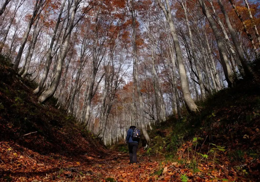 Hiking Japan - Guided by Nature