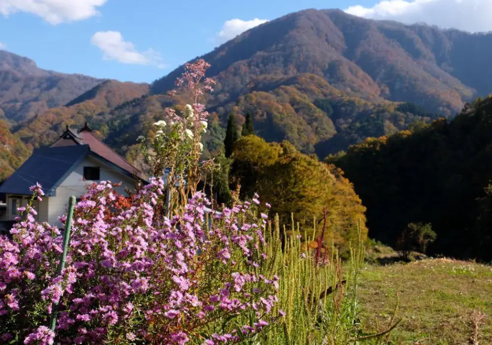 Flora on Japan's Salt Road - Guided Hiking