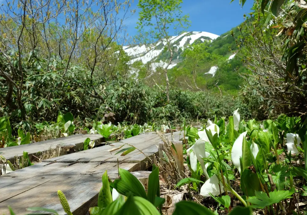 Tsugaike Nature Park 72