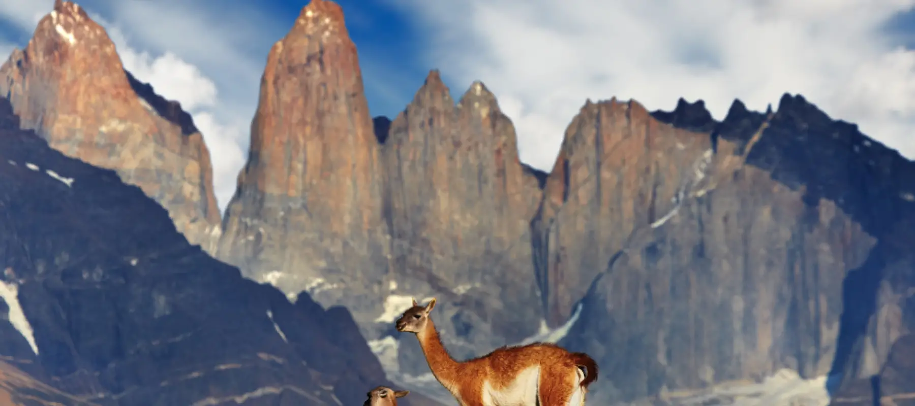 Wildlife - Hiking Torres Del Paine Patagonia