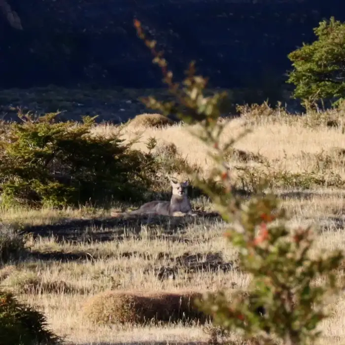 Puma's in Patagonia - Guided Walks