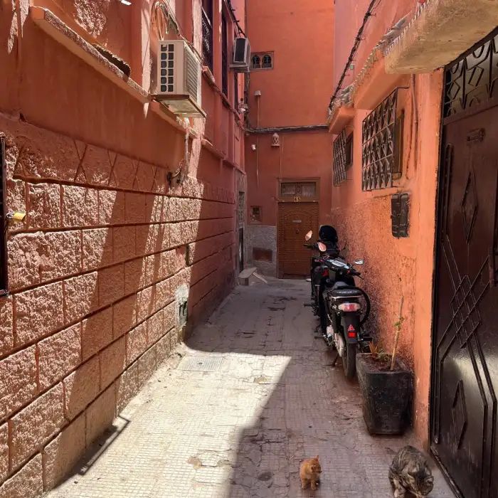 Cats in Morocco - Guided Walking Tours